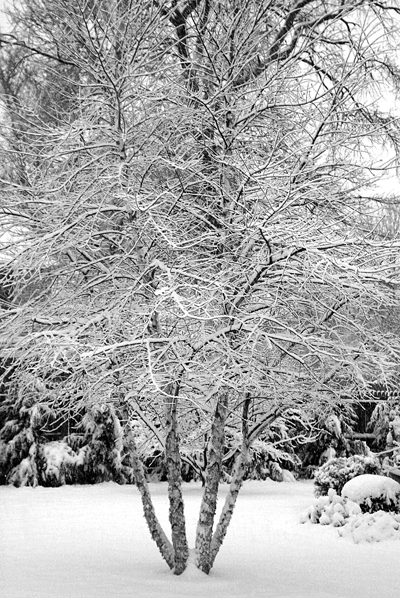 Shoji-it winter scenes